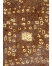 Head-cloth - Chancay