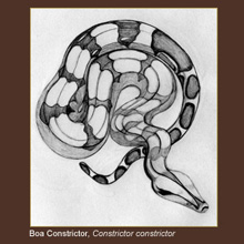 Illustration of a Boa Constrictor 