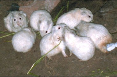Guinea pigs
