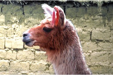 Alpaca