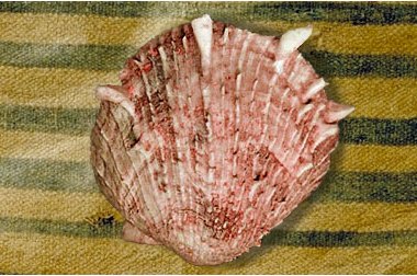 Spondylus shell