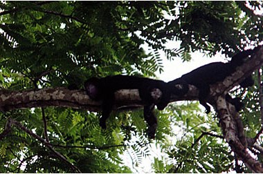 Monkeys in a tree
