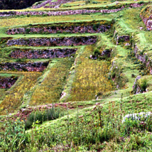 Inka terraces 