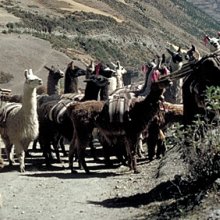 A caravan of llamas
