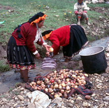 Women washing potatoes in a small canal