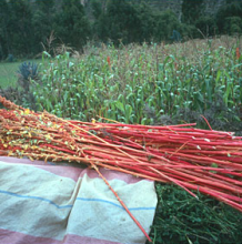 A bushel of quinoa in front of a field of maize
