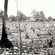 An example of slash and burn agriculture