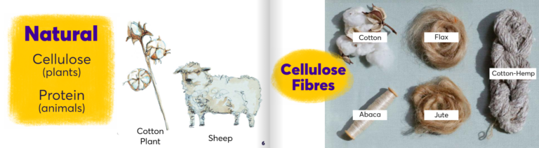 An image of slides from the Life Cycle of a Textile Program. The slide on the left side of the screen says "Natural: Cellulose (plants), Protein (animals)" Beside this text are labeled images of a cotton plant and a sheep. On the right side of the screen there are labeled images of Cellulose fibres: cotton, flax, cotton-hemp, abaca, and jute.